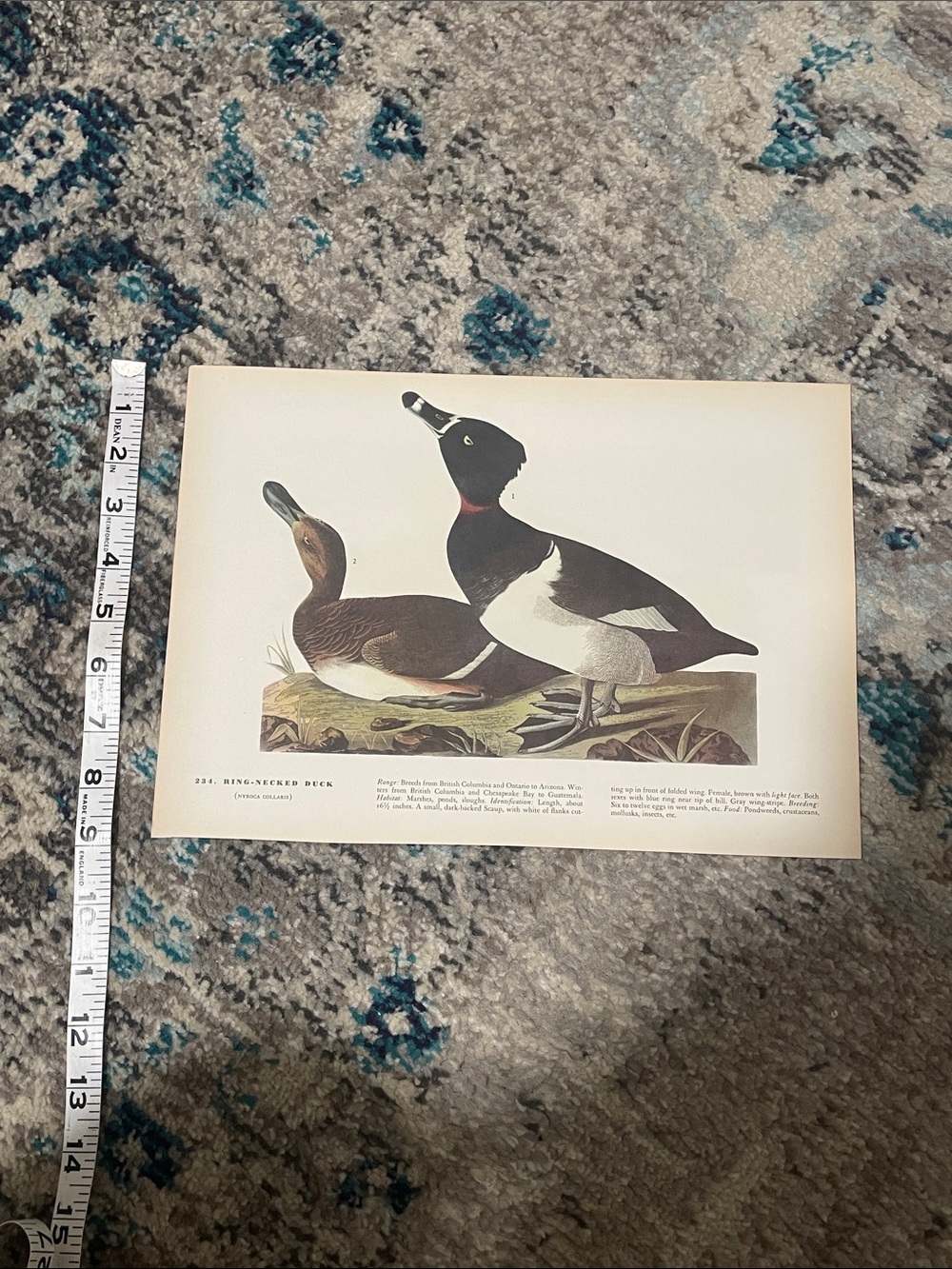 🖤5/$25 vintage duck print birds art